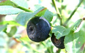 Blaubeeren