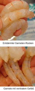Garnelen-ventralem-Gefaess